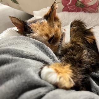 Маша и Маргоша 🐈❤️‍🩹