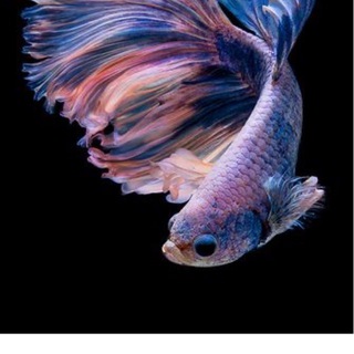 Вот это рыбка