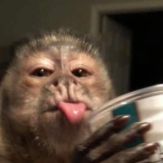 будка чурки🐶