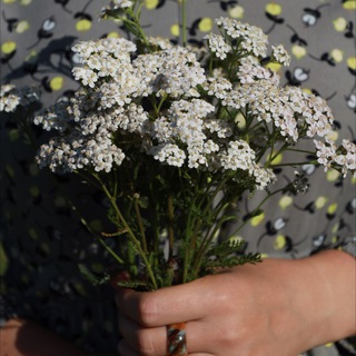 Натуропатия и травы для здоровья | Мастерская Веры Федоровой