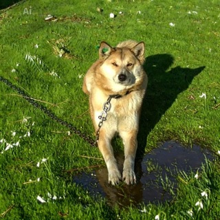 Приют "Добрые руки" г. Биробиджан ЕАО