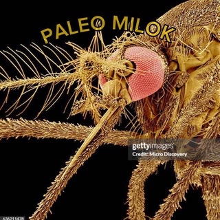 𝙋𝘼𝙇𝙀𝙊 𝙈𝙄𝙇𝙊𝙆