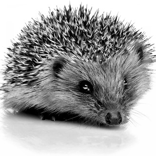 Ёжик в матане