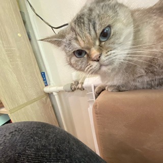 Лудоман Тимурка кс2 EZ