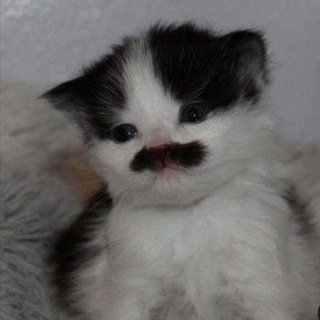 Матулда пейнт