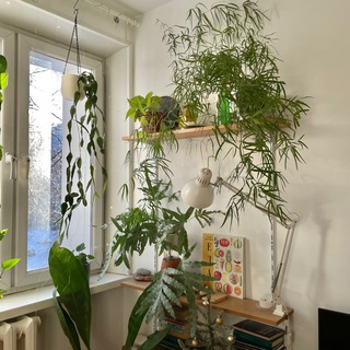 Шир, милый Шир