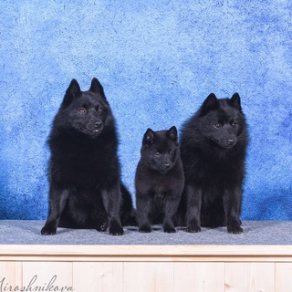 Питомник Шипперке/Схипперке «Mazal Tov»