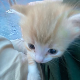 мс шкаф тут емае