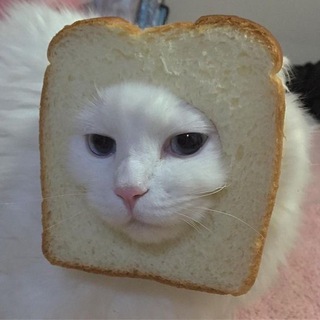 Psycho-Cat | Психология