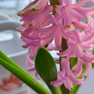 Мамин канал