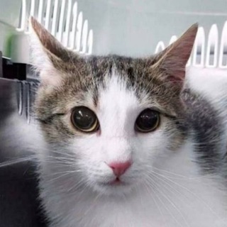 один мем в день