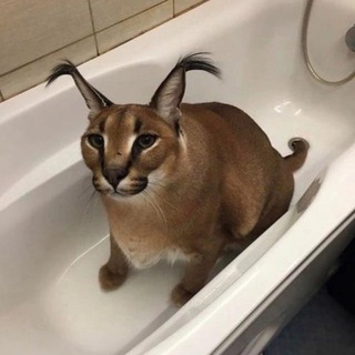 Смешные котики 😹