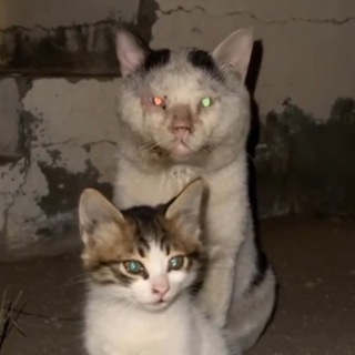 ЛØHГ TЁPM PĘÇËЧ