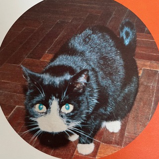 мемный канал 😼