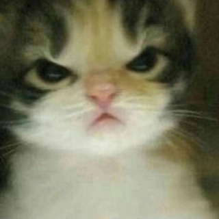 Мемы спасут мир 😇