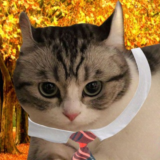 Мемная стенка