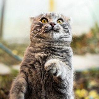 Мемасы, пятница и котики