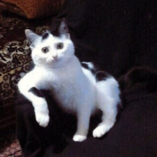 Мемы про котов|коты