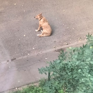 мечтают ли собачки о юбилейной печеньке?