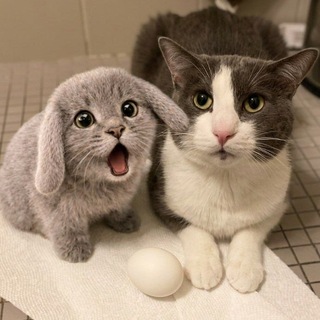 uwuляция по четвергам