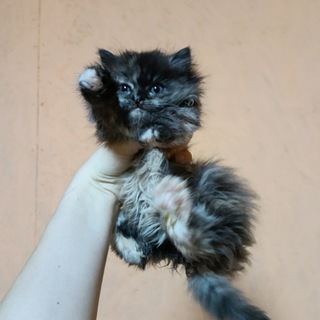 Котодом Ачит