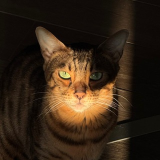 Что делает Киса