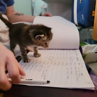 Котята учатся