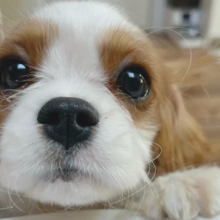 Не вешай носи котеночек