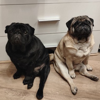 Дружные мопсы | Мерло&Брют