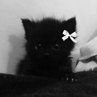 просто канал черныша