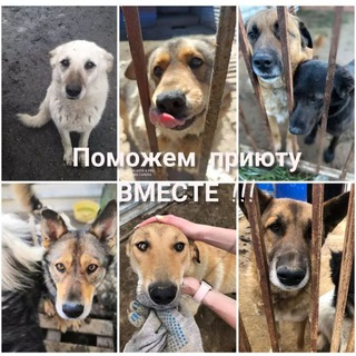 Магаданский приют