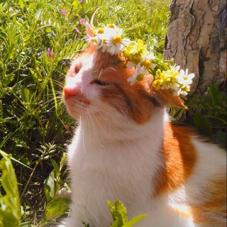 преисподняя мия квиет🐁