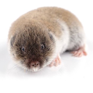 🦫 МИКРОБОБРЫ 🦫