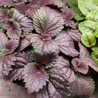 Ситиферма аГРОВЕРа 🍀