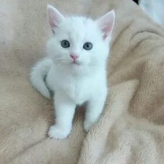 Микропупсики❤️