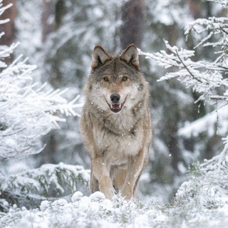 Фотограф природы Михаил Ездаков