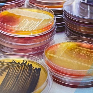 Микробиологи 2.0