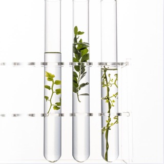 Микроклоны | растения из Китая