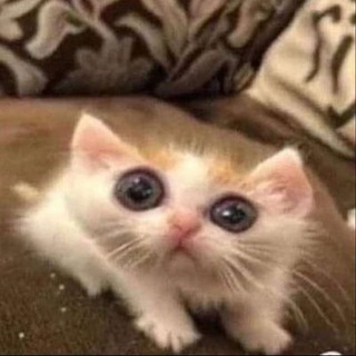 Mila Losenko Illustrator