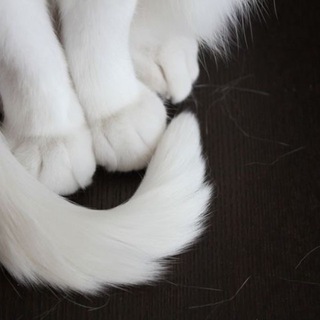 милые котята^^|фото и легенды♡♡|