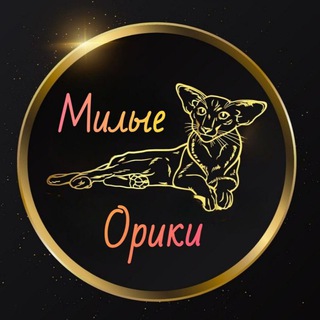 Милые Орики | ориенталы, ориентальные кошки