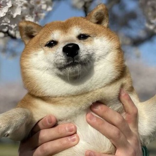 Мой домашний питомец