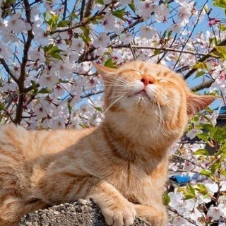 Мимишности канал🐾