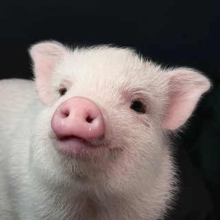 МИНИ-ПИГ ФИЛИППИНА