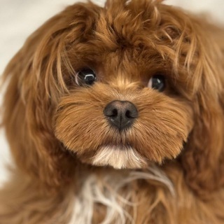 Просто Вова