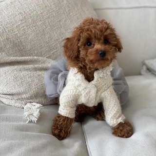 Мир Хвостиков | Той Пудель | Мальтипу