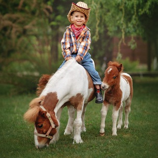 Мини-кони Дона