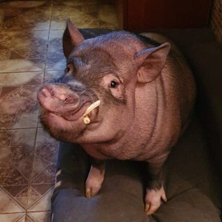 Minipig_Fenya🐽