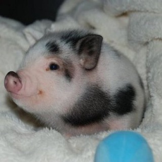 Минипиги, хрюшки и свинки