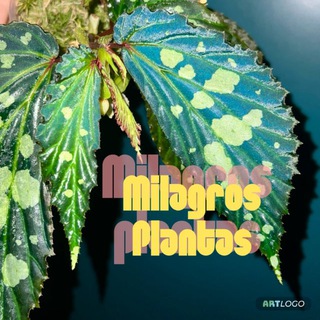 Milagros plantas🦜